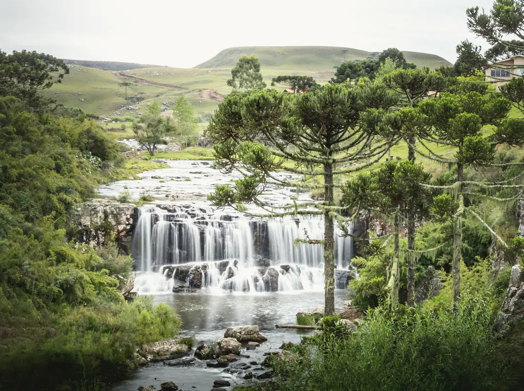 Cachoeira larga descendo entre pedras, cercada de araucárias