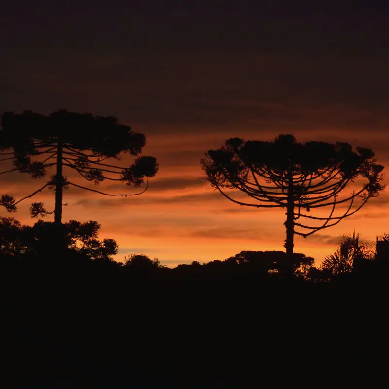 Araucárias contra o céu alaranjado do fim de tarde