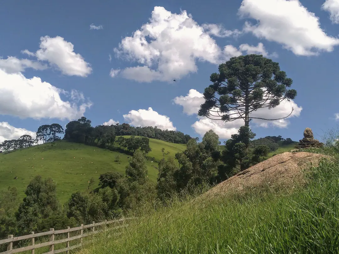 Morros verdes com uma araucária solitária sob céu azul com nuvens